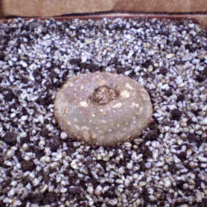 Sinningia werdermannii (дорослий екземпляр - крупний каудекс)