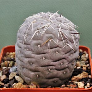 tephrocactus-geometricus-11.