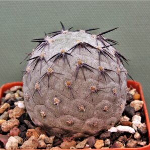 tephrocactus-geometricus-12