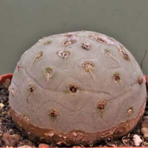 tephrocactus-geometricus-13