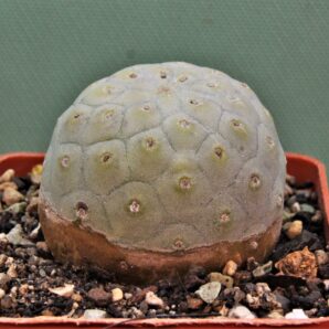 tephrocactus-geometricus-14