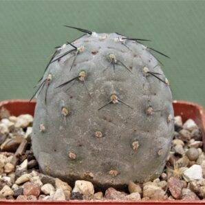 tephrocactus-geometricus-6