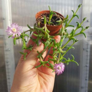 Trichodiadema (кущик)