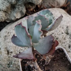 Cotyledon undulata cv Red