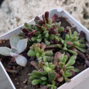 Crassula Pubescens