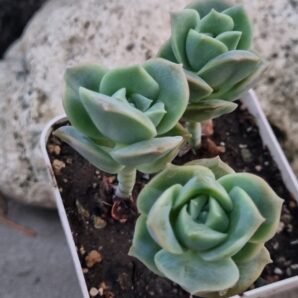 Echeveria Lovely rose