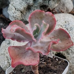 Echeveria Giant Blue