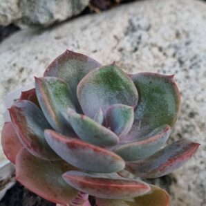 Echeveria Dustu Rose