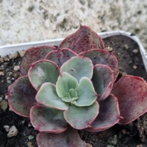Echeveria Red Prince