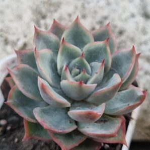 Echeveria Egger rose