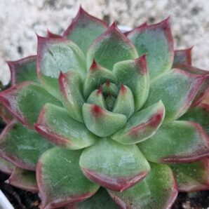 Echeveria Angela Star