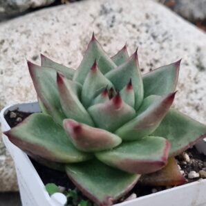 Echeveria Red Edge