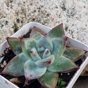 Echeveria agavoides Maria