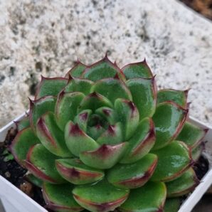 Echeveria Wildfire