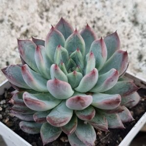 Echeveria Rajoya