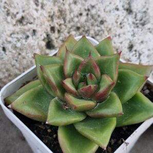 Echeveria agavoides Red Tip