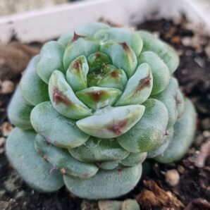 Echeveria Red Velvet