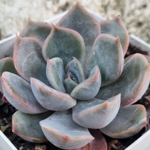 Echeveria Orion