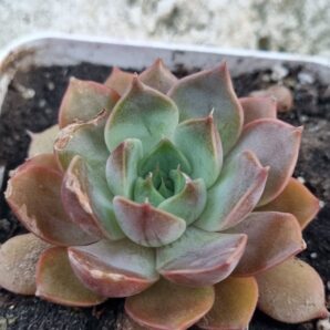 Echeveria Dark Ice