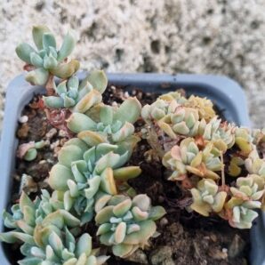 Echeveria Spider f cristata