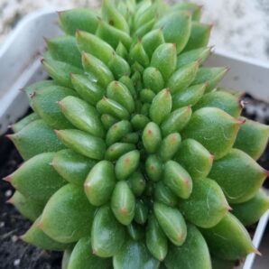 Echeveria Gilva cristata