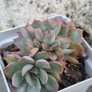 Echeveria Western Blue cristata