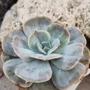 Echeveria Marble var