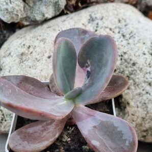 Echeveria Pampoteus variegated