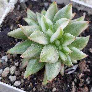 Echeveria Elk Soul var cristata