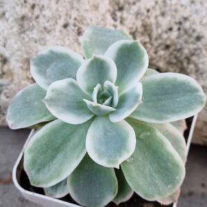 Echeveria Lemon rose var