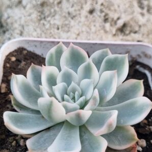 Echeveria Royal Chrisanthemum variegata