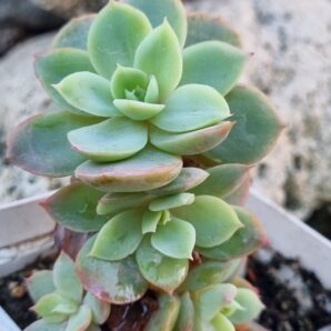 Echeveria Pink Vera var