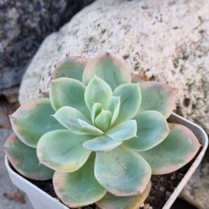 Echeveria Pink Vera var