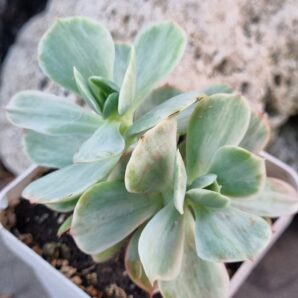 Echeveria Mocha var