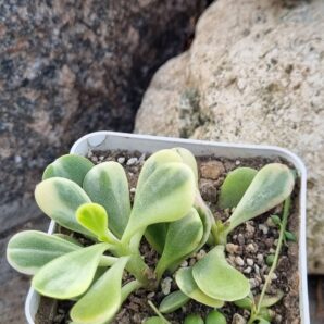 Senecio Jacobseni var