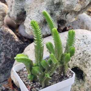 Crassula muscosa Big Form
