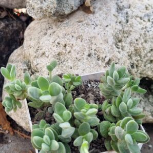 Crassula Ernestii