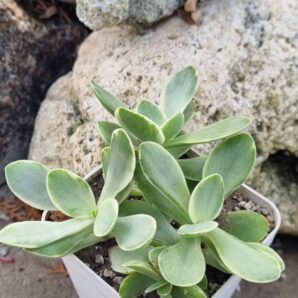 Crassula atropurpurea muirii variegata