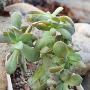Graptoveria Fred ives cristata