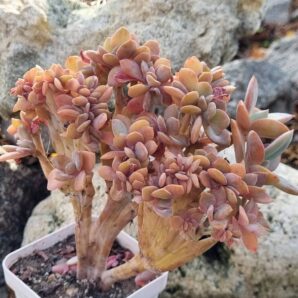 Graptoveria Fred ives cristata
