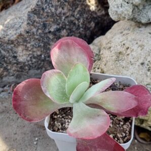 Kalanchoe Thyrsiflora var