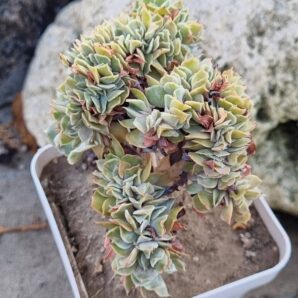 Echeveria Nichi cristata
