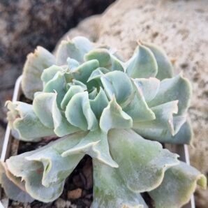 Echeveria Nichi