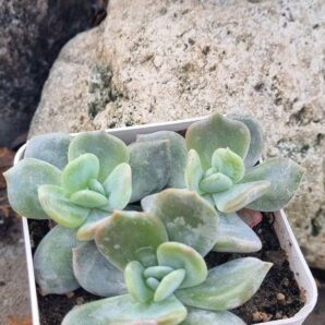 Echeveria Exotica
