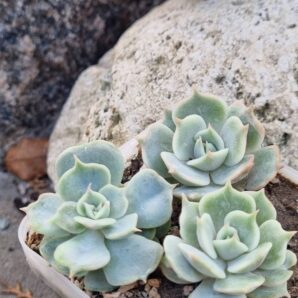 Echeveria lilacina x Debbie