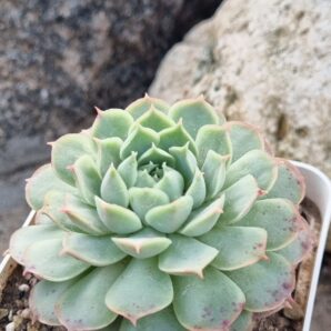 Echeveria Red Hole