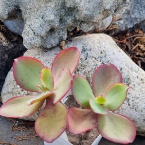 Echeveria Red Finkle