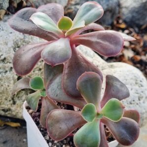Echeveria Red Ball