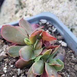 Echeveria Pappy's rose cristata