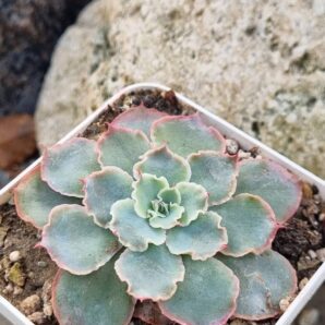 Echeveria Florence